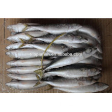 frozen seafood mackerel